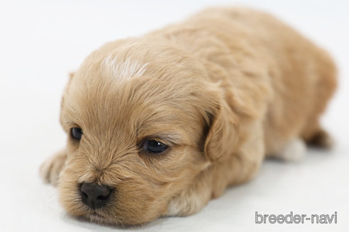 成約済の神奈川県のミックス犬-310936の3枚目